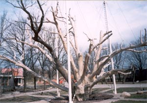 Запорожский дуб, 2003